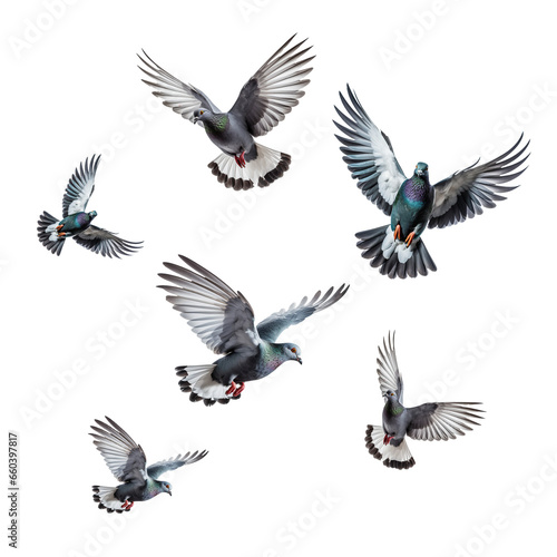 flock of pigeon. set of pigeon  birds in flight On transparent background isolated on white background