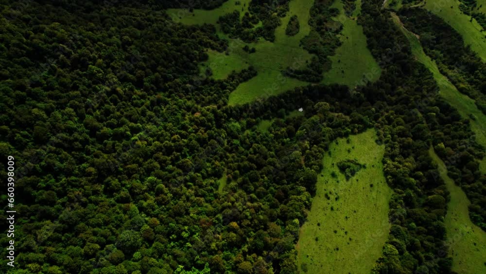 custom made wallpaper toronto digitalAerial view of green forest. Cool patterns. drone shot from the top. Georgia