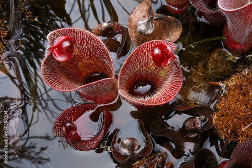 Red hairy pitchers of the carnivorous pitcher plant Heliamphora minor var. pilosa, view from above, Auyan Tepui, Venezuela photo