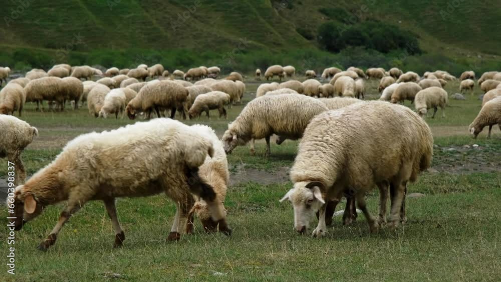 Concept of farming and agriculture. A huge flock of sheep graze on green meadows in the mountains of Georgia. Kazbegi region Truso Valley gorge. Horizontal slow motion 4k footage Concept of farming and agriculture. A huge flock of sheep graze on green meadows in the mountains of Georgia. Kazbegi region Truso Valley gorge. Horizontal slow motion 4k footage
