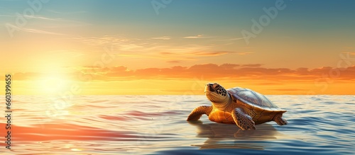 Turtle relaxing under the sun and near the sea With copyspace for text © 2rogan