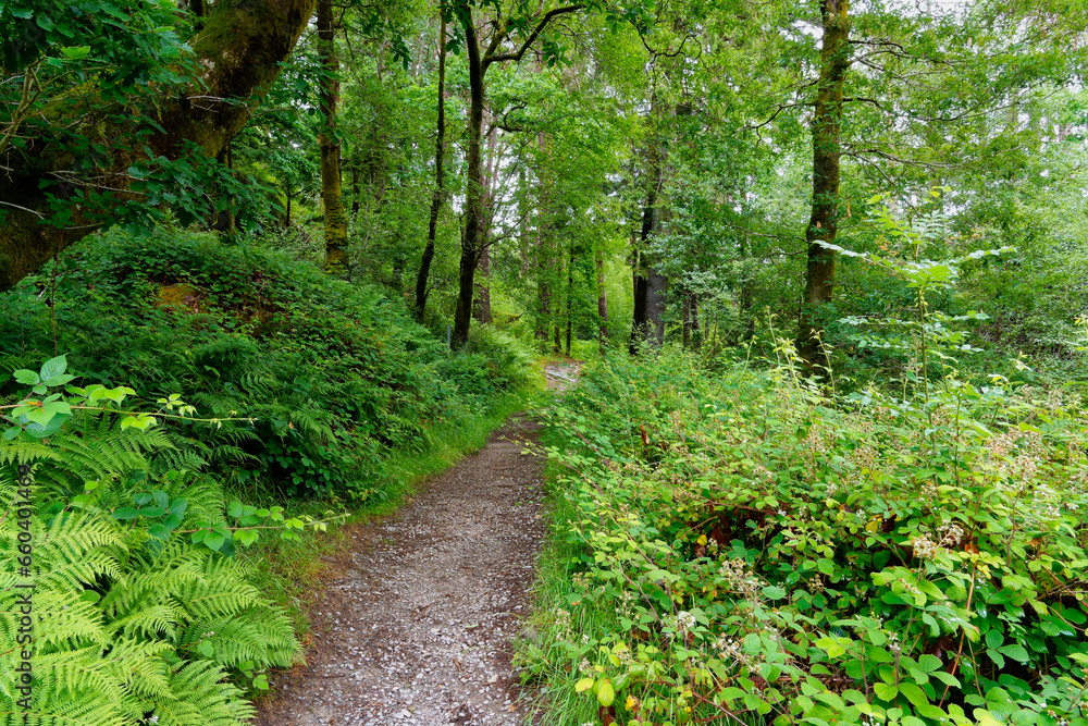 Footpath through lush woodland near Beddgelert, Wales. Footpath through lush woodland near Beddgelert, Wales.