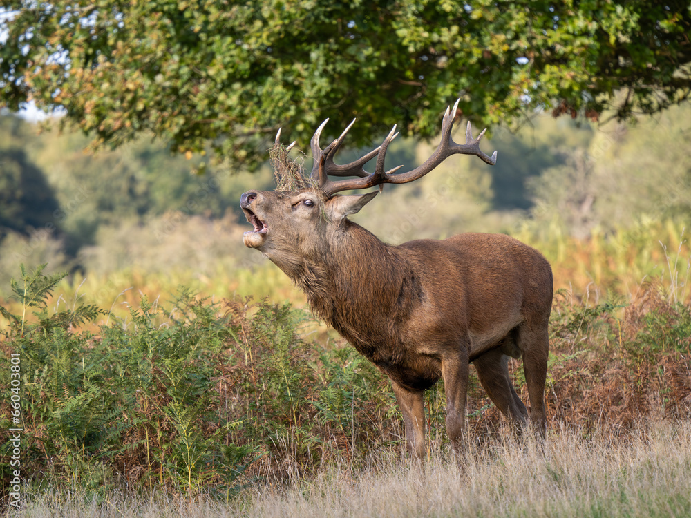 Obraz premium Red Deer Bellowing During the Rut