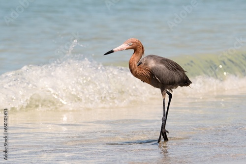Reddish Egret