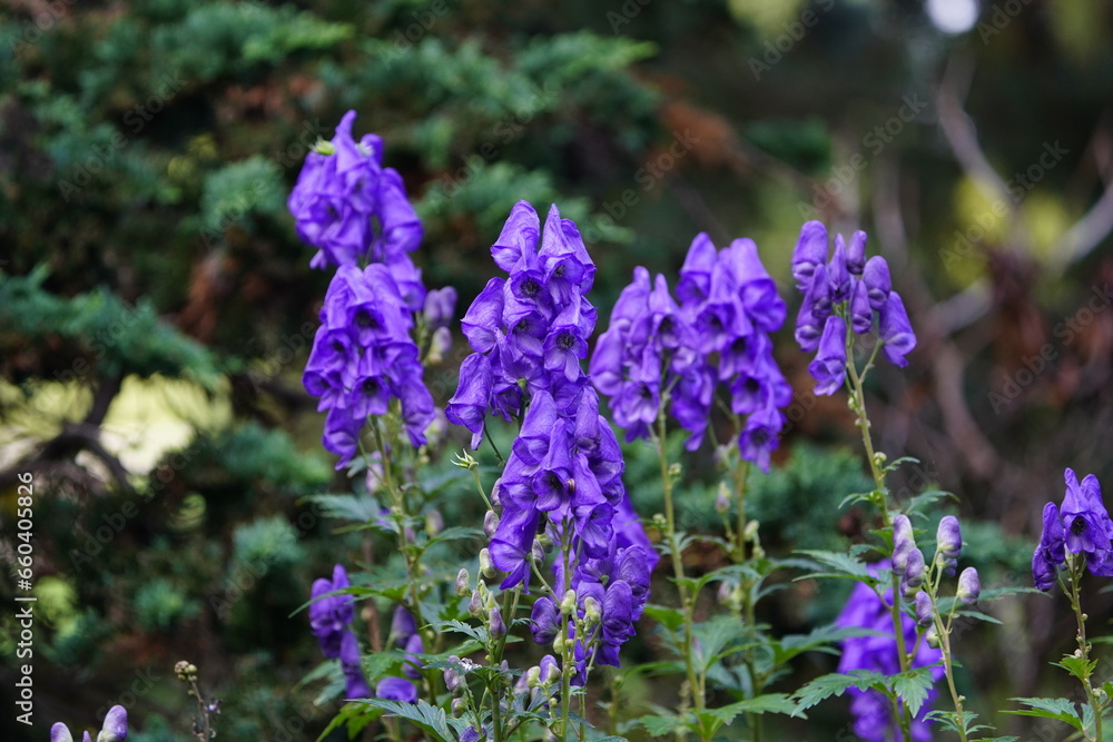 Aconitum carmichaelii is a species of flowering plant of the genus Aconitum, family Ranunculaceae.