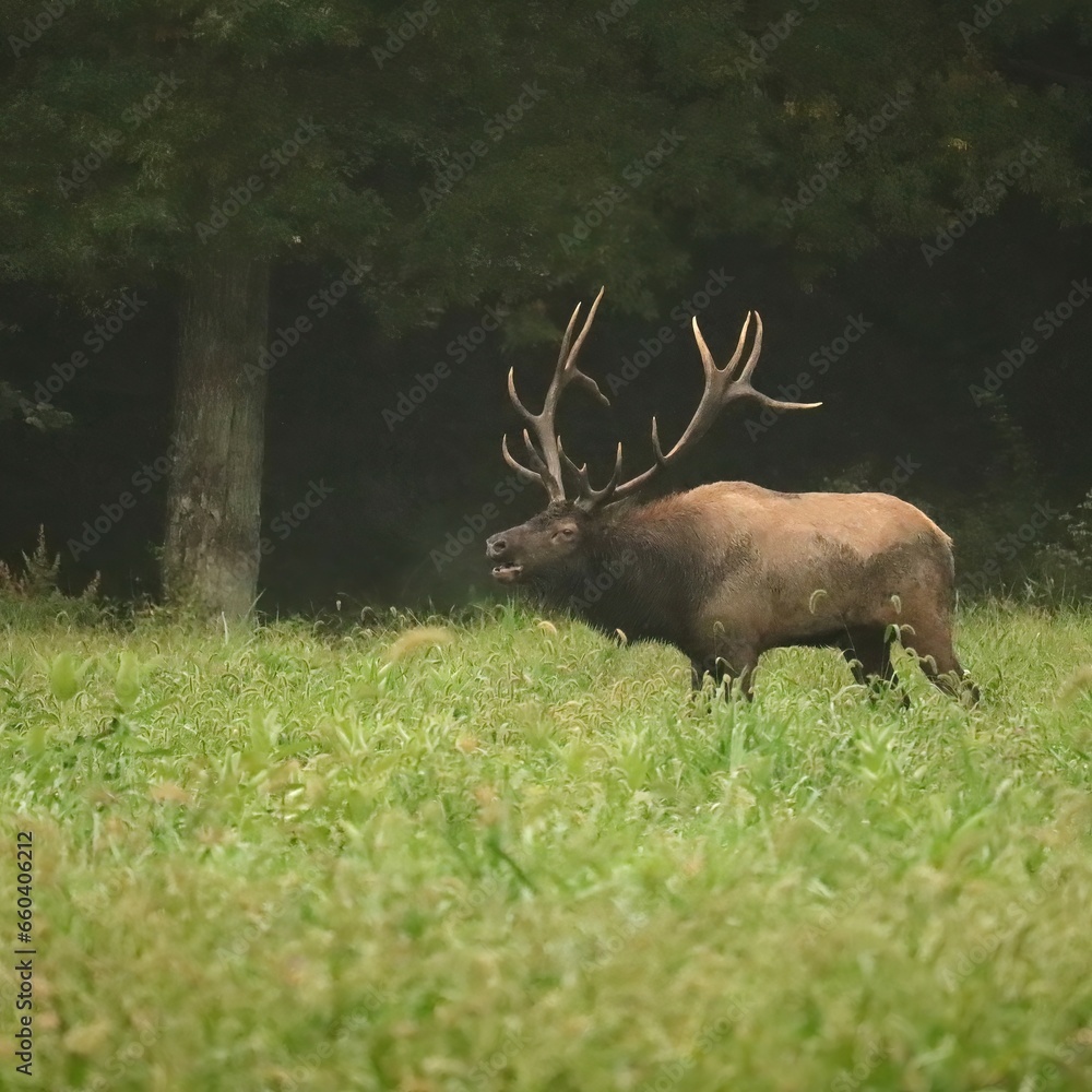 Powerful Rutting Rut Bull Elk Bugles Breeding Season Benezette PA Powerful Rutting Rut Bull Elk Bugles Breeding Season Benezette PA