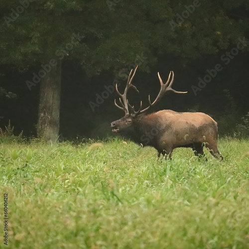 Powerful Rutting Rut Bull Elk Bugles Breeding Season Benezette PA