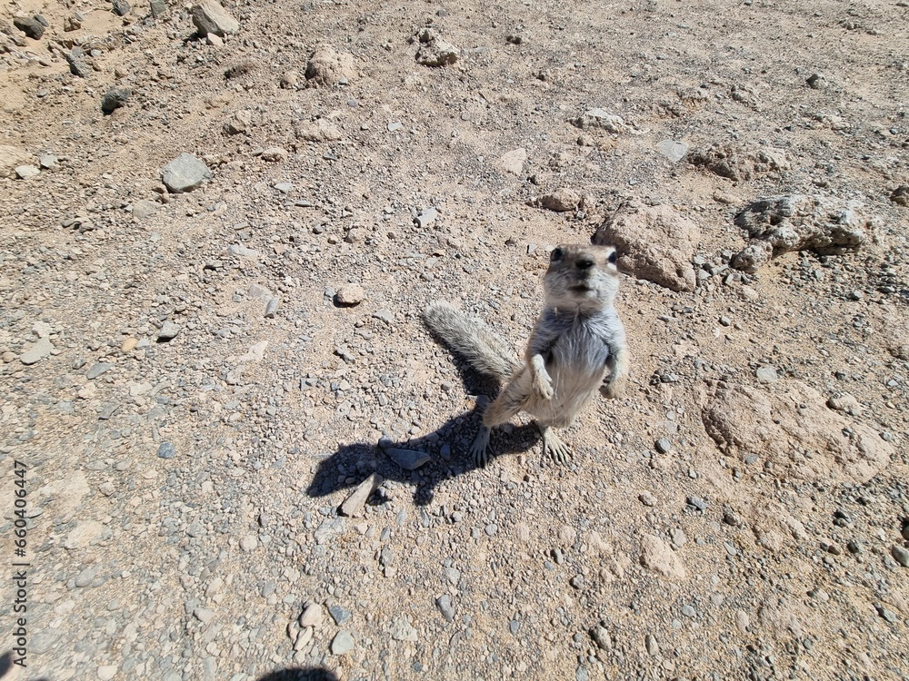 Obraz premium squirrel on the beach
