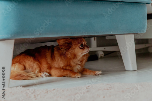 Ginger little dog chihuahua under the chair is afraid
