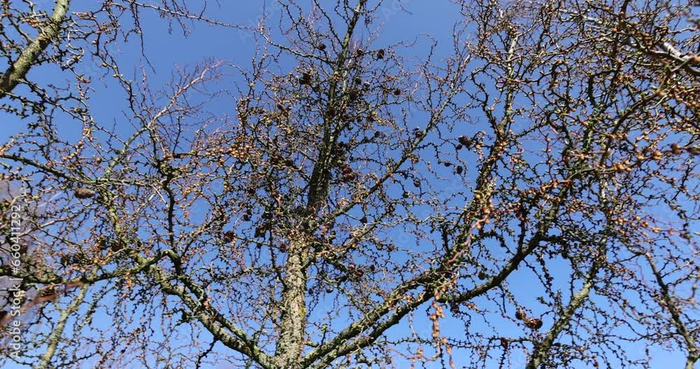 European larch during the appearance of the first needles in spring, spring park with a larch tree close-up European larch during the appearance of the first needles in spring, spring park with a larch tree close-up