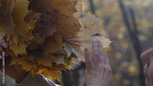 a smiling Caucasian woman 45 -49 years old holds in her hands and admires a bouquet of yellow maple leaves. a woman walks in the autumn forest during leaf fall photo