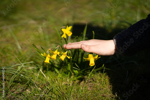 Narcissus jonquilla in front of green background photo