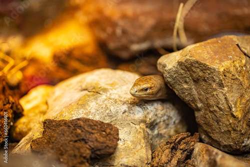 A closeup of the sheltopusik, Pseudopus apodus, also called Pallas' glass lizard photo