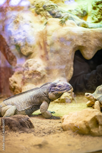 Komodo Dragon, the largest lizard in the world walks at camera with dangerous look