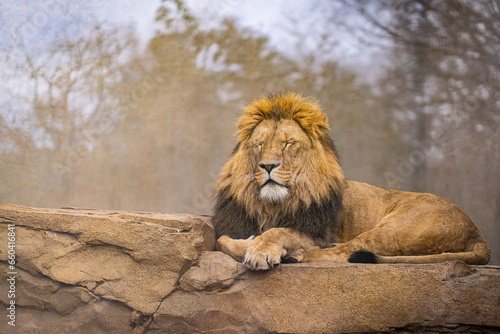 A lion lies on a stone and looks forward.