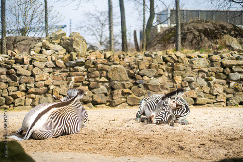 Young beautiful zebra sleep on ground background