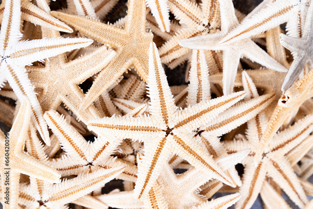 red caribbean starfish. starfish background red caribbean starfish. starfish background