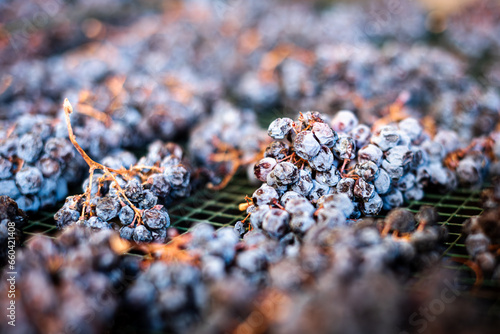Photos Grapes of the traditional Brachetto d'Acqui , laying on their trellises, waiting to become a precious and sweet Brachetto Passito