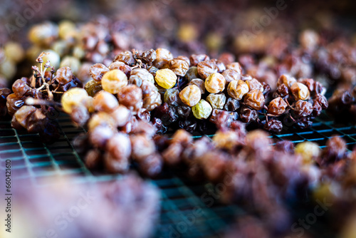 Grapes lay on their trellises of the precious Moscato of Monferrato, in Piemonte, Italy, slowly withering to become a gold and sweet Passito.