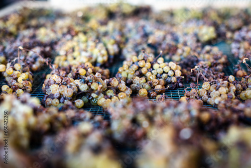 Foto Grapes lay on their trellises of the precious Moscato of Monferrato, in Piemonte, Italy, slowly withering to become a gold and sweet Passito