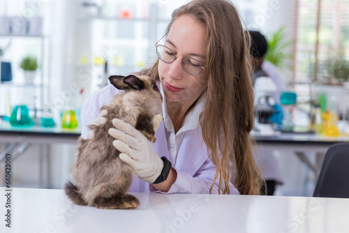 Fototapeta Naklejka Na Ścianę i Meble -  Scientist or pharmacist do research chemical ingredients test on animal in laboratory. rabbit in scientific lab experiment.