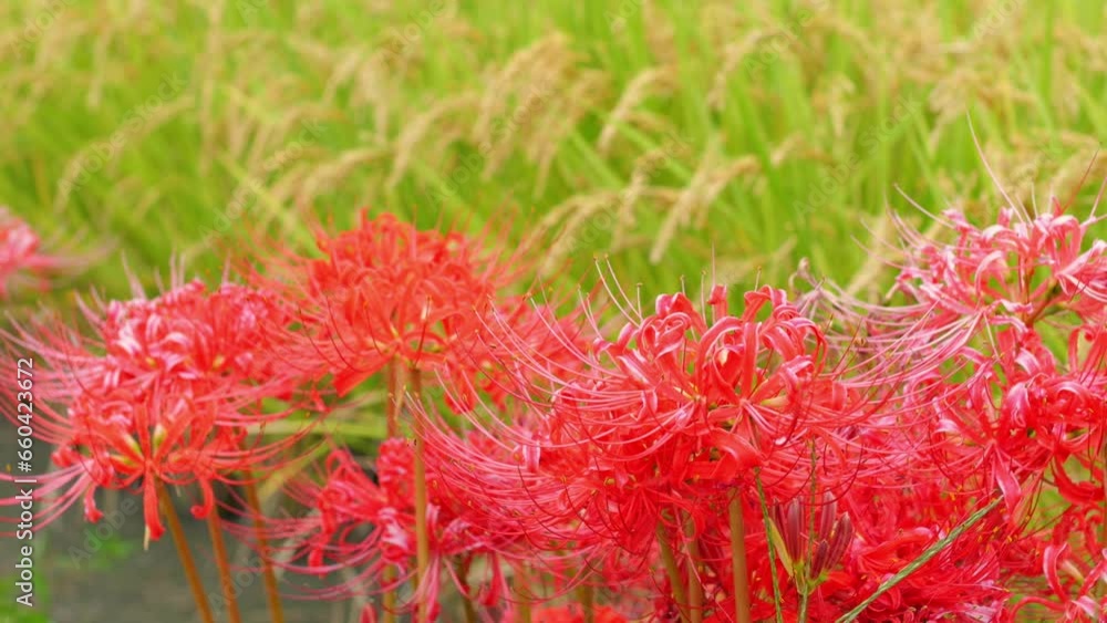 Japanese nature, red spider lily and rice field Japanese nature, red spider lily and rice field