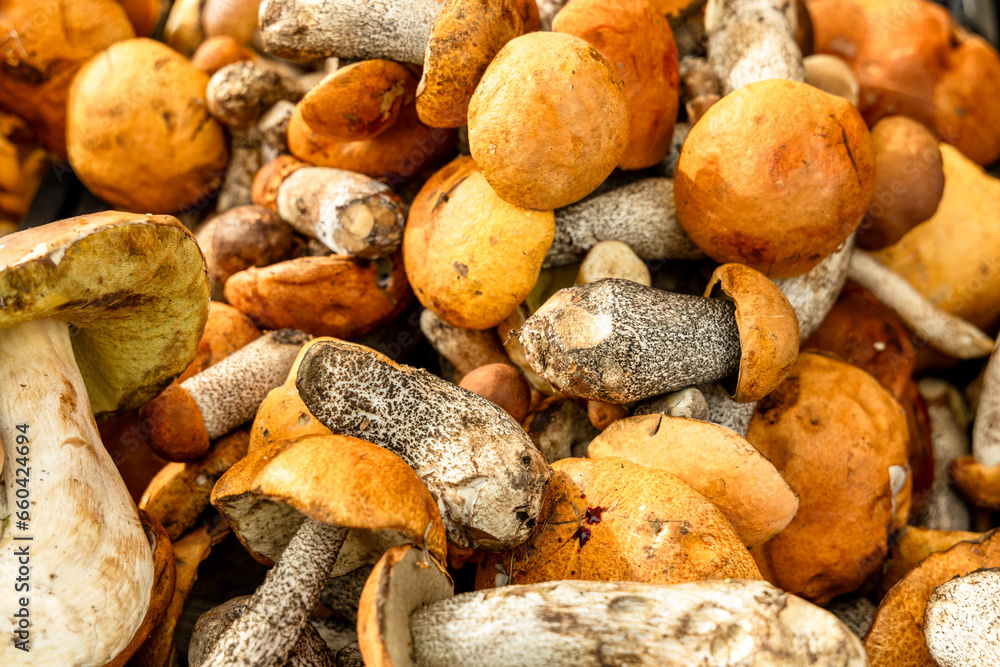 Freshly picked boletus mushrooms on a farmer's counter Freshly picked boletus mushrooms on a farmer's counter