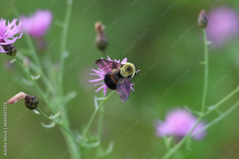 Macro of an Eastern Bumblebee pollinating a Spotted Knapweed Macro of an Eastern Bumblebee pollinating a Spotted Knapweed