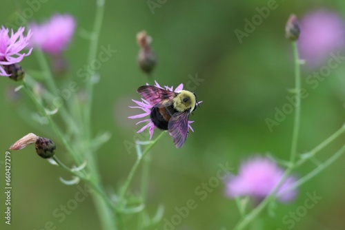 Macro of an Eastern Bumblebee pollinating a Spotted Knapweed