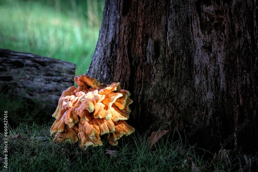 Closeup of mushrooms growing near a tree on green grass Closeup of mushrooms growing near a tree on green grass