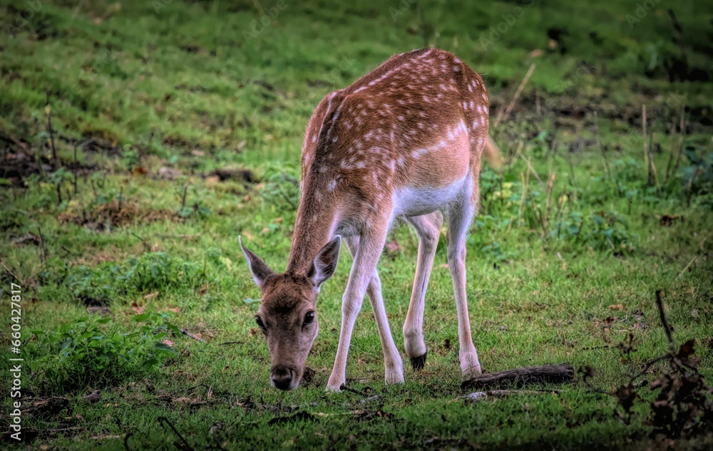 Scenic view of deer grazing on a green meadow Scenic view of deer grazing on a green meadow