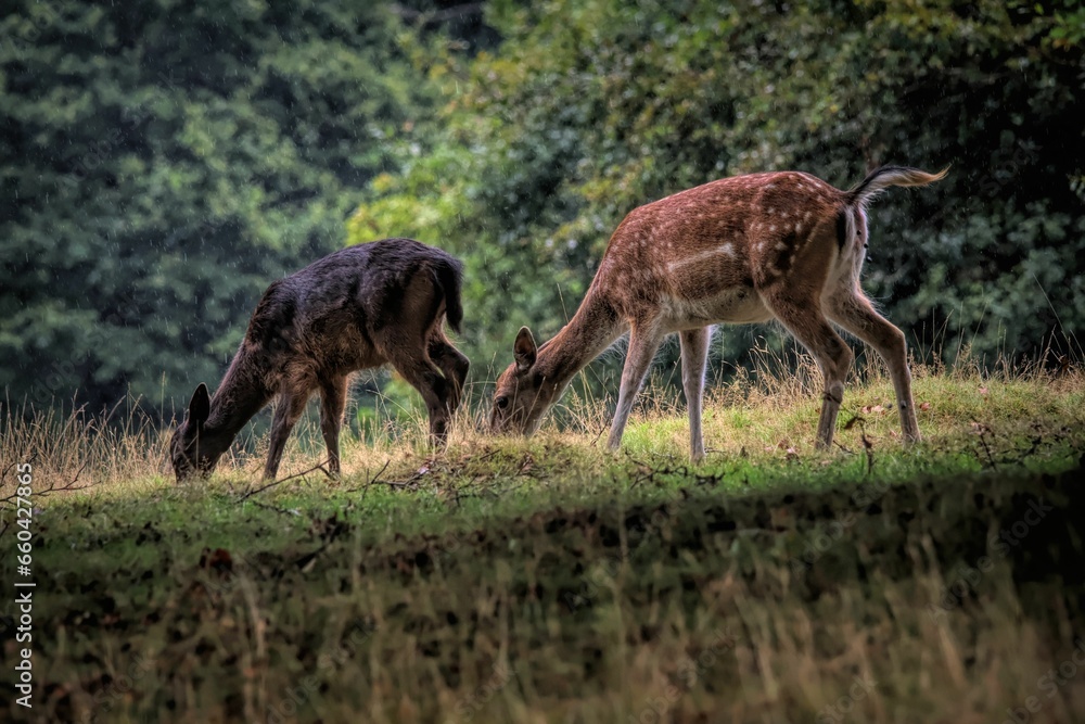 Scenic view of deer grazing on a green meadow Scenic view of deer grazing on a green meadow