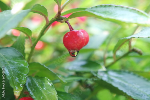 Water Droplet On Fresh Red Fruit Ardisia crenata