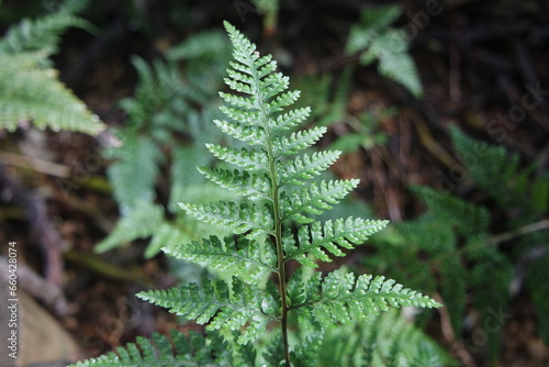 Asplenium trichomanes Maidenhair spleenwort Ferns