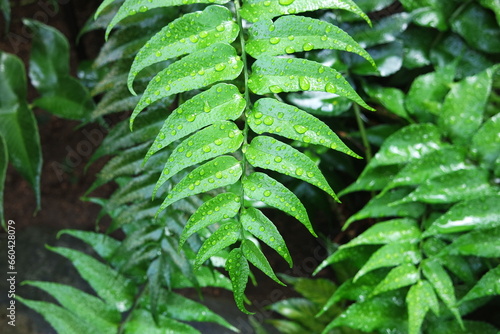 Water drops on green leaves Cyrtomium caryotideum