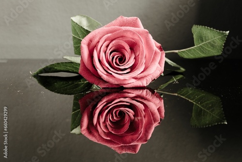 Fotografía Closeup of a vibrant pink rose resting on a black reflective surface