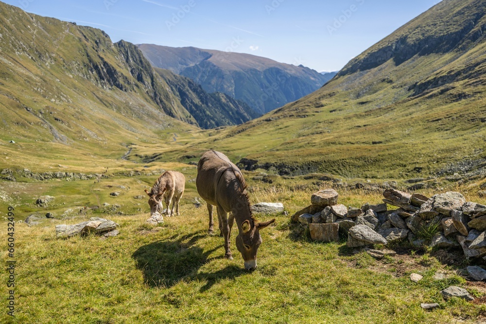 Scenic view of donkeys in Fagaras Mountains, Romania