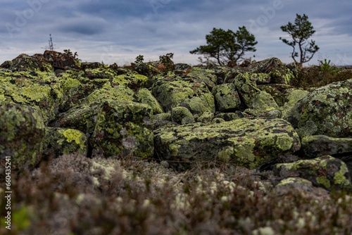 Close-up of moss thriving on stones amid the rugged terrain of Hoga Kusten's clapper field. photo
