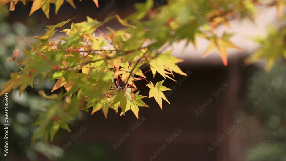 Closeup shot of maple leaves turning into fall colors on the trees branches on a sunny day Closeup shot of maple leaves turning into fall colors on the trees branches on a sunny day