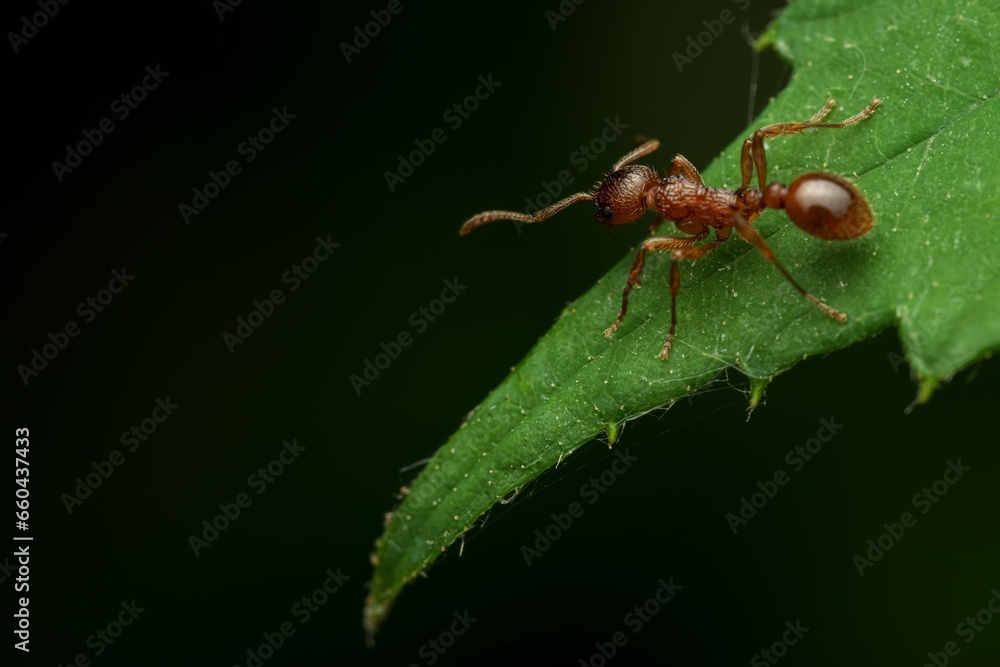 Close-up of a Common Red Ant on the green leaf with a blurry background Close-up of a Common Red Ant on the green leaf with a blurry background
