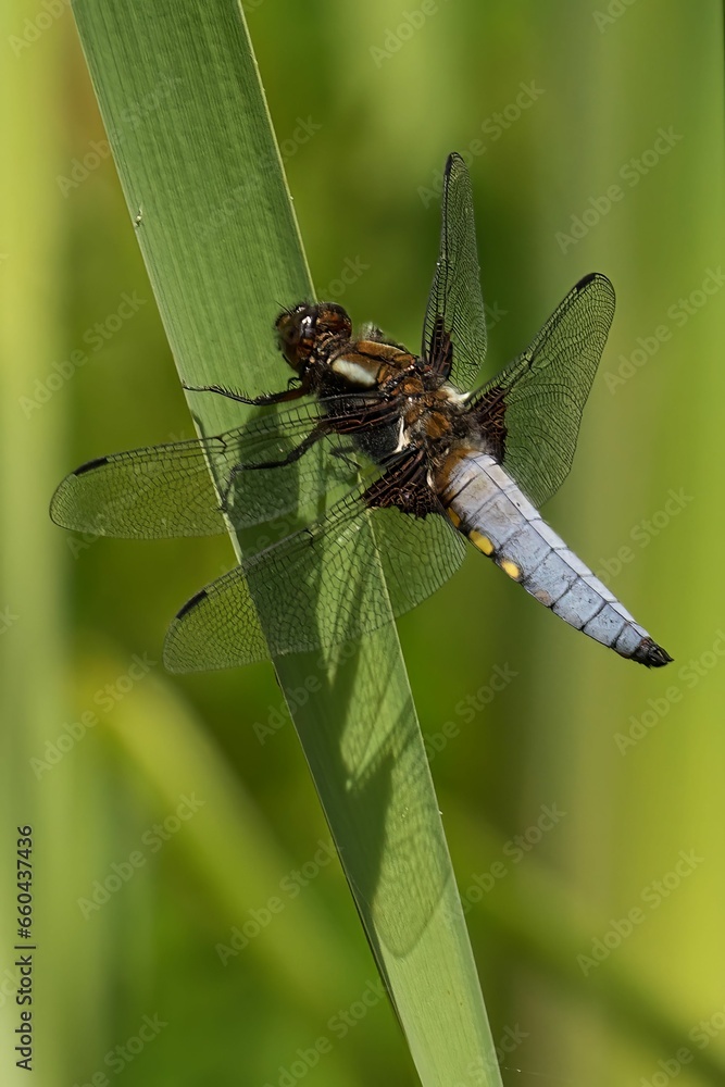 Fototapeta premium Close-up image of a Male Broad-Bodied Chaser perched on the leaf with a blurry background