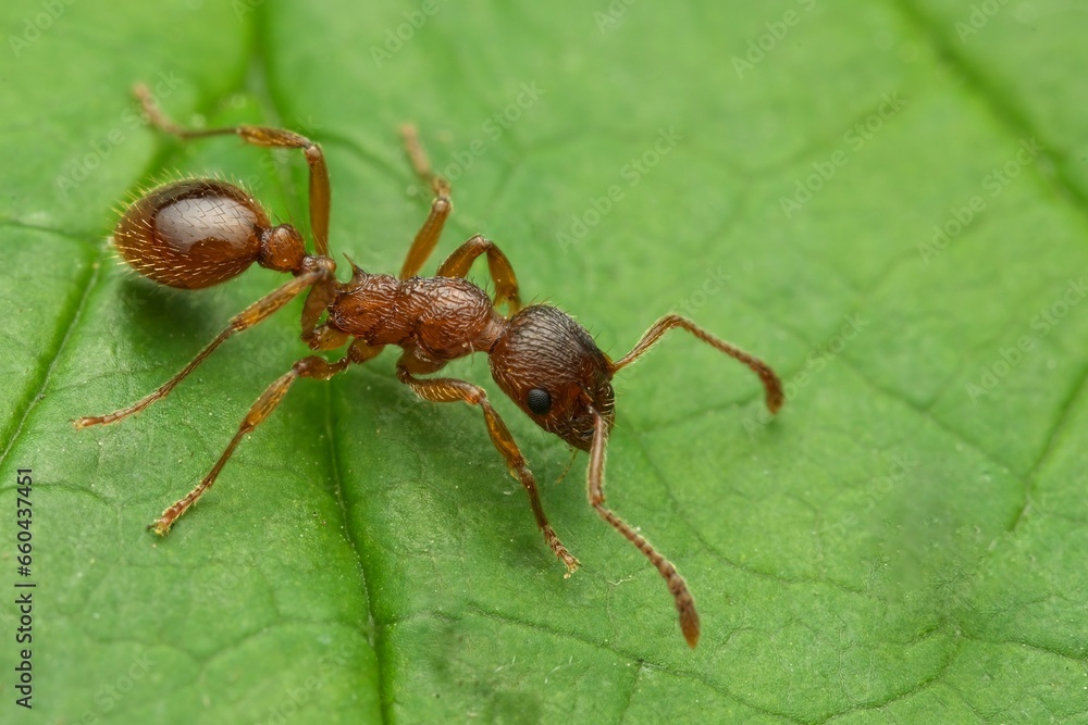 Closeup of a Common Red Ant on the green leaf with a blurry background Closeup of a Common Red Ant on the green leaf with a blurry background