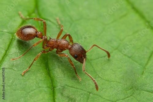 Closeup of a Common Red Ant on the green leaf with a blurry background