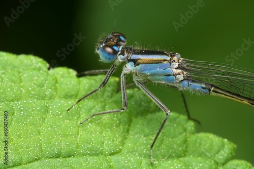 Closeup of a Male Common Blue Damselfly with a blurry background