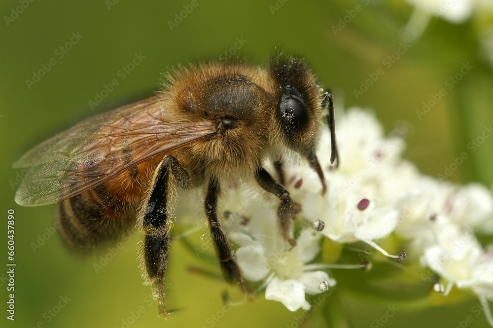 Macro shot of a Honey Bee perched on the flower with a blurry background Macro shot of a Honey Bee perched on the flower with a blurry background