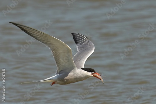 Closeup of a Common Tern in flight with a blurry background © Wirestock