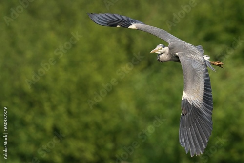 Closeup of a Grey Heron with a blurry background