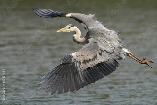 Closeup of a Grey Heron soaring with a blurry background
