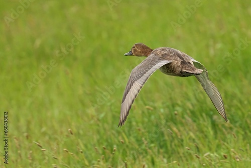 Closeup of a Female Pochard soaring in a lush green with a blurry background