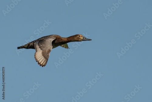 Closeup of a Female Pochard soaring in the sky under the blue sky